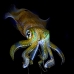 squid_reef_bigfin_bb_v_1384_alo3473.jpg